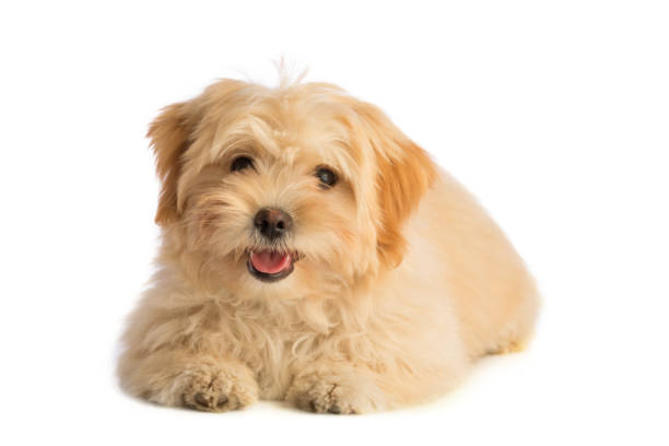 istock Lovely puppy 693031218