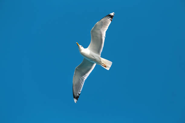 istock Photo of a beautiful gull 693033876