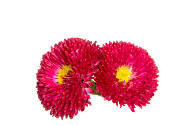 istock Beautiful daisy flowers isolated on white background cutout 693037308