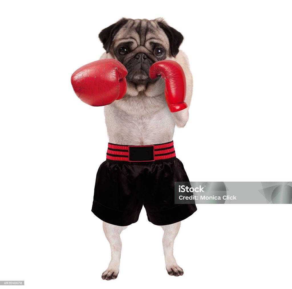 https://media.istockphoto.com/id/693040078/photo/cool-standing-pug-dog-boxer-punching-with-red-leather-boxing-gloves-and-shorts.jpg?s=1024x1024&w=is&k=20&c=Kf_ZDvpHi7xMPkT3920ixlaMQOUo5KVApVCmKFHpchI=