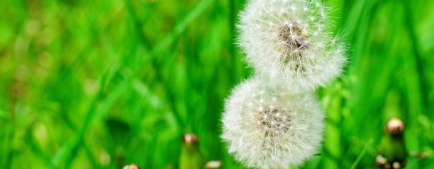 istock Green meadow of beautiful spring dandelions 693040092