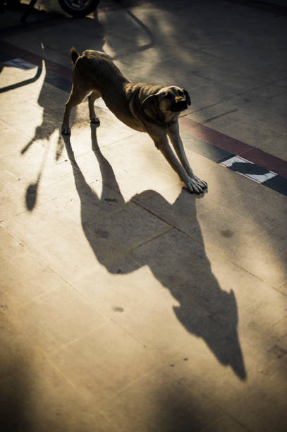 istock Stray Dog in The Street 693040170