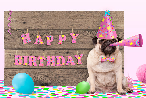 cute pug puppy dog with pink party hat and horn and wooden sign with text happy birthday, on light pink background