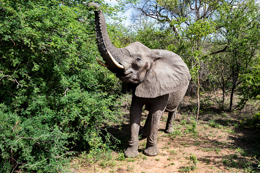 African Elephant, Kruger National Park, South Africa