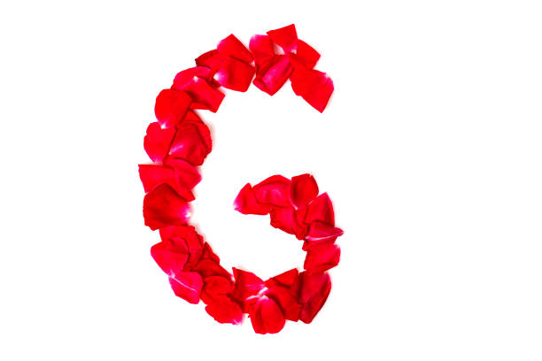 istock Alphabet G made from red petals rose 693044656