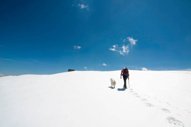 istock Alpine climber is climbing with his dog in a mountain in winter 693047272
