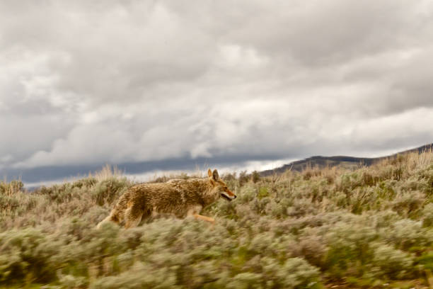 Yellowstone National Park
