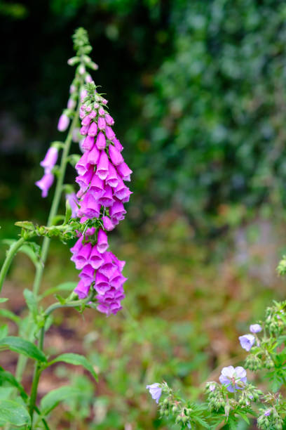 istock Digitalis Purpurea in the Garden 693049746