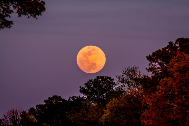 istock Full Moon Rising Among the Trees 693049830