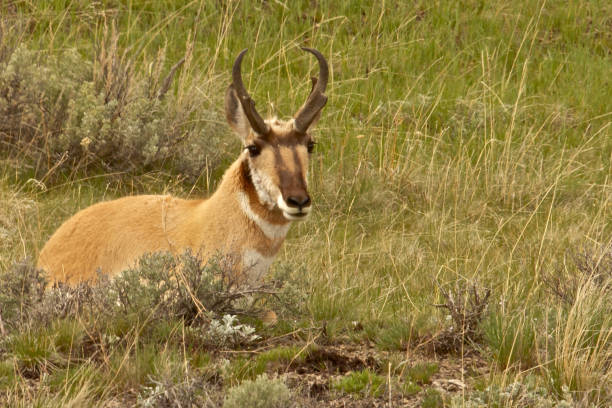 istock Pronghorn antelope close up 693050480