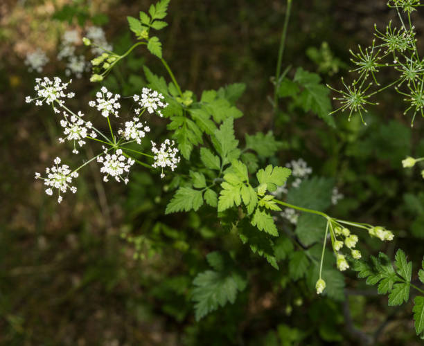 leaves and flowers of anthriscus cerefolium small white flowers of aromatic herb cerefolium stock pictures, royalty-free photos & images