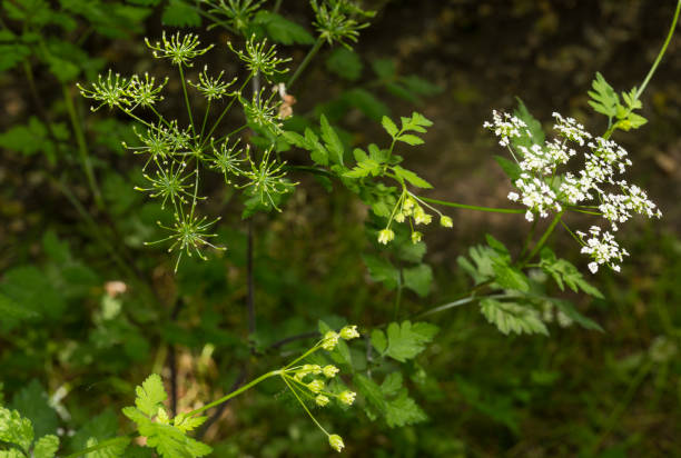 leaves and flowers of anthriscus cerefolium small white flowers of aromatic herb cerefolium stock pictures, royalty-free photos & images