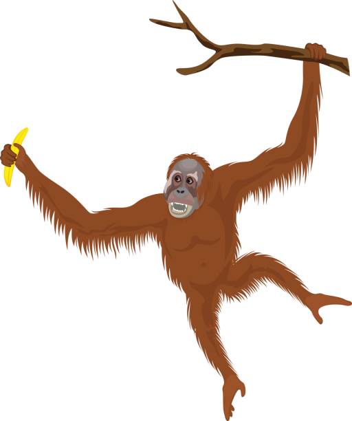 Cute Orangutan Illustrations, Royalty-Free Vector Graphics & Clip Art - iStock Cute Orangutan Illustrations, Royalty-Free Vector Graphics & Clip Art - iStock