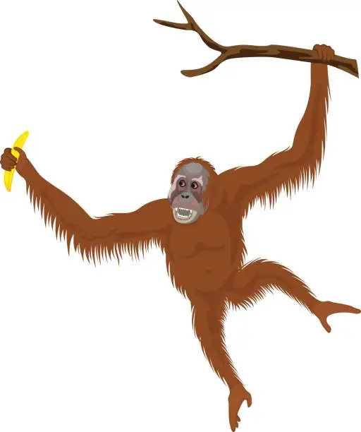 Vector illustration of vector orangutan