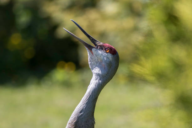 Sandhill crane (Antigone canadensis) display close up. Long-necked bird calling with beak open looking skyward. Blurred background with copy space.
