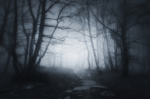 sendero en el bosque oscuro y asustadizo photo