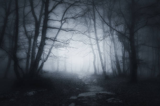 sendero en el bosque oscuro y asustadizo - embrujado fotos fotografías e imágenes de stock