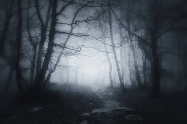 Photo of path in dark and scary forest