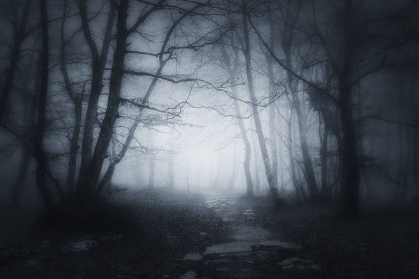 path in dark and scary forest - spooky imagens e fotografias de stock