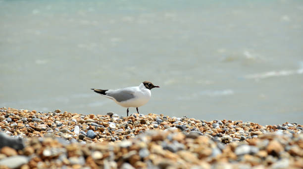 istock Winchelsea Area 693063418