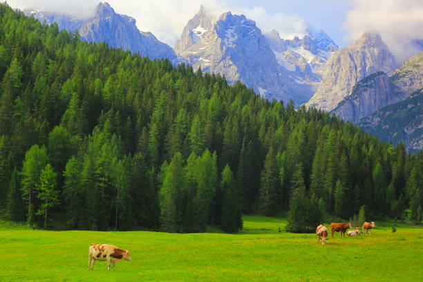 vacas de pastoreio – pecuária na idílica paisagem dramática: montanhas do norte da itália dolomitas alpes ao nascer do sol, perto de cortina d'ampezzo - crystal - fotografias e filmes do acervo
