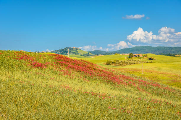istock Tuscan countryside in summer 693064032
