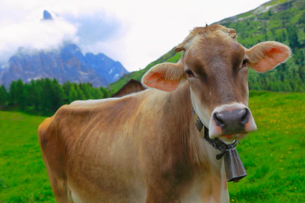 vaca mirando a cámara – ganado en espectacular paisaje: las montañas de norteño italia dolomitas alpes en sunrise, cerca de cortina d ' ampezzo - mountain famous place livestock herd fotografías e imágenes de stock