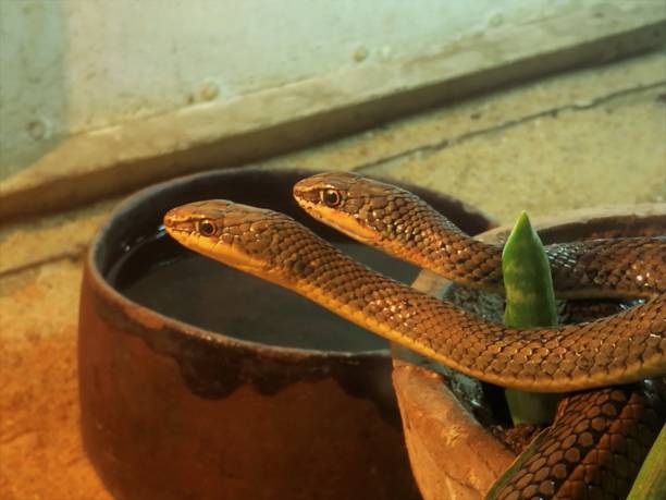 Free picture: python head, viper, animal, zoology, venom, wildlife ...