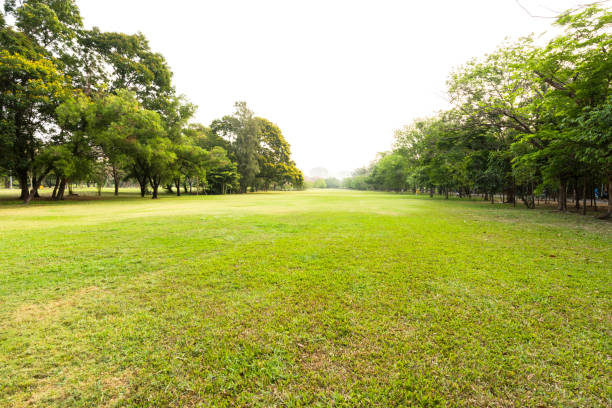 istock Green grass filed at the public garden 693067090
