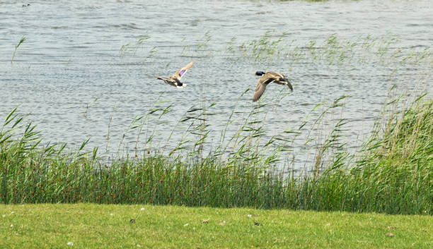 istock Winchelsea Area 693067194