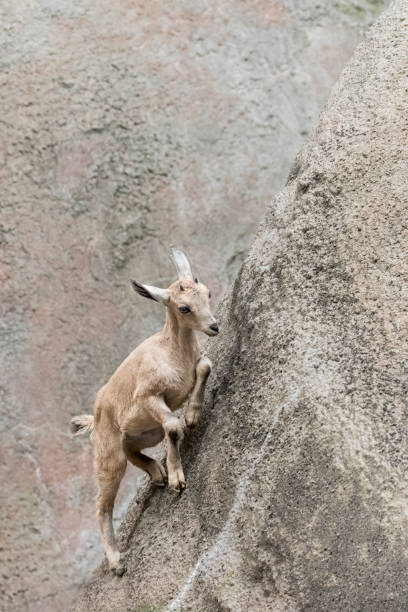istock Baby Nubian Ibex climbing up a mountainside 693067214