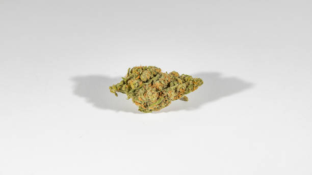 istock stock cannabis photo on white backdrop 693069788
