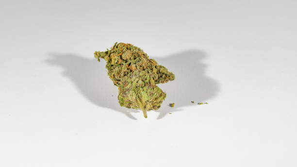 istock stock cannabis photo on white backdrop 693069934