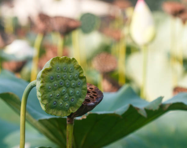 istock Fresh lotus seeds, green pod. Selective focus 693071240