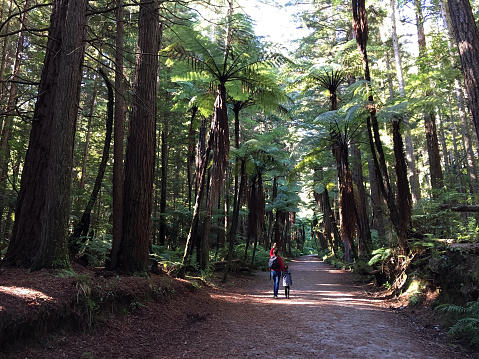 Woman and her daughter hike in Giant Redwoods forests in Rotorua North Island, New Zealand. California redwoods can grow over 350 ft tall and live to 2000 years old.