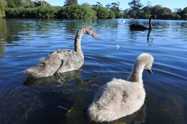 istock Wild Black Swan family 693074642