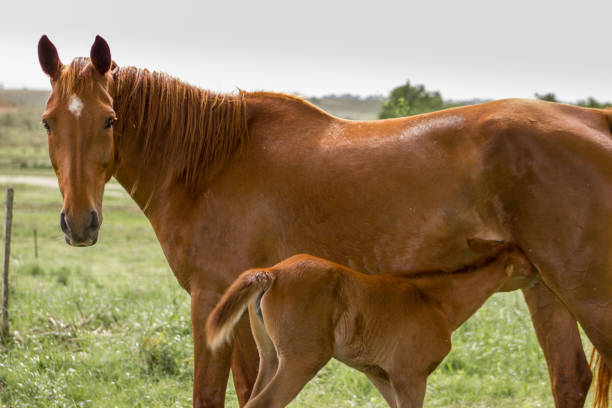 istock Horses, mother and her colt 693077834