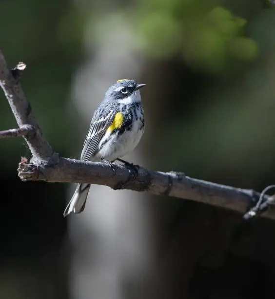 Photo of Yellow-rumped Warbler