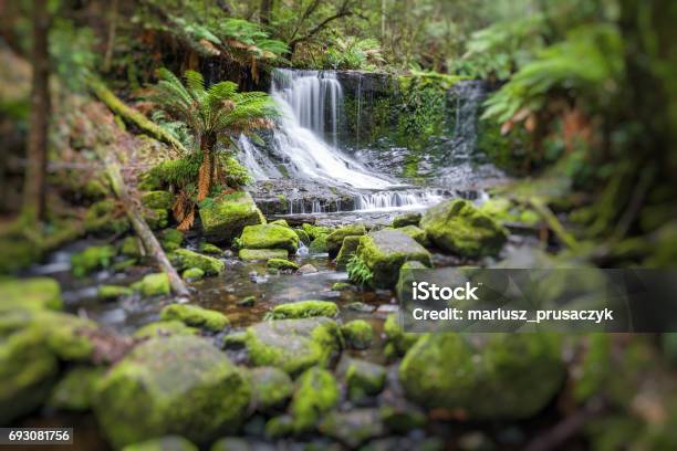 Russell Falls Mount Field National Park Tasmania Australia Stock Photo - Download Image Now