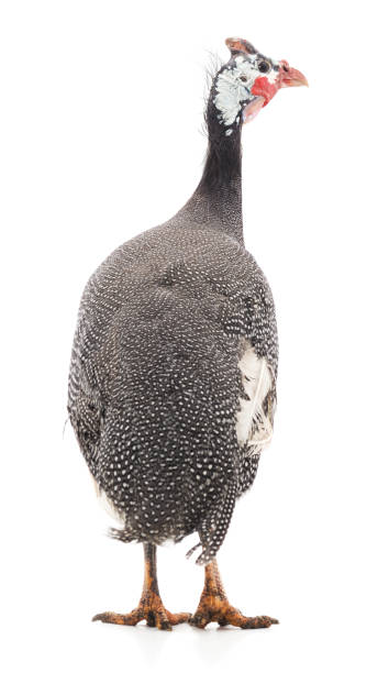 цесарка. - male animal vertebrate one animal guinea fowl стоковые фото и изображения