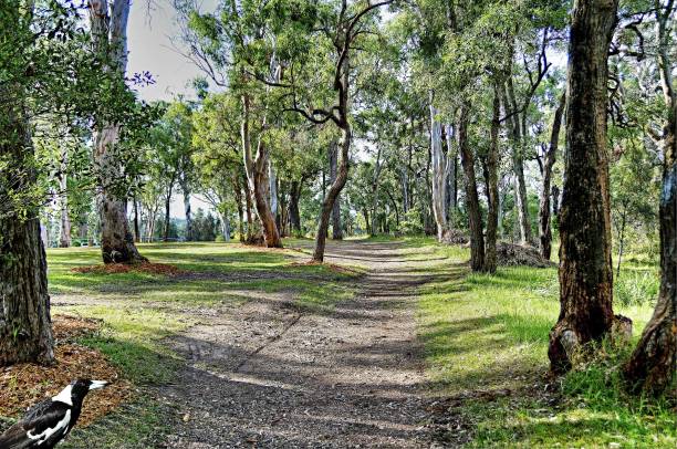 Bush Track - Landscape. Bush Track - Landscape. bushbuck stock pictures, royalty-free photos & images