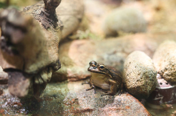 istock frog on the rock and water 693090846
