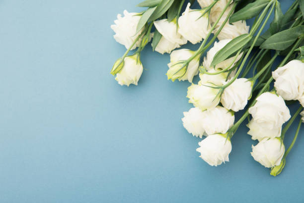 Ý nghĩa Hoa Cát Tường: Điều bất ngờ mà bạn chưa từng biết 20 eustoma russellianum