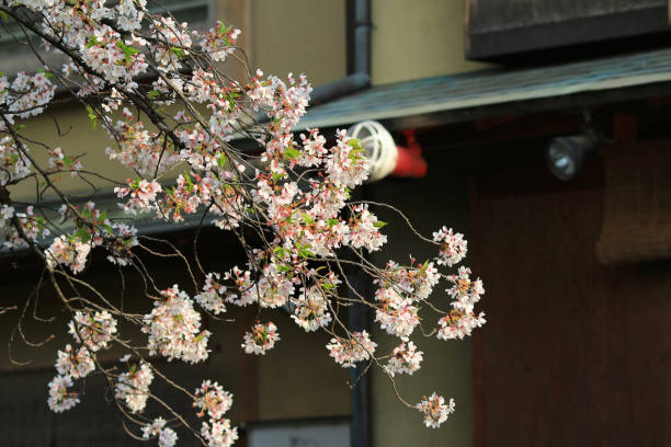 istock a pedestrian path that follows a cherry-tree-lined canal in Kyoto 693095170