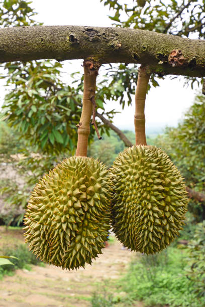 istock Durian on tree in the orchard garden 693099956