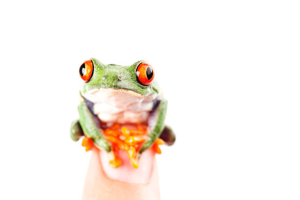 istock Red Eye Tree Frog on finger isolated white background 693100746