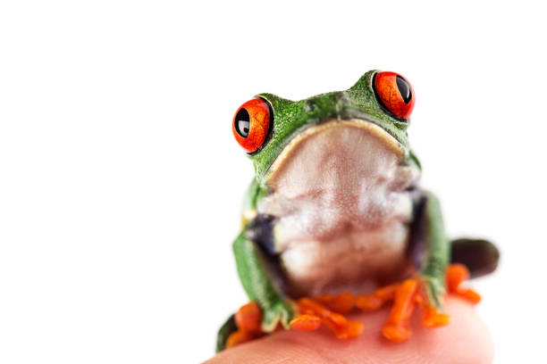 istock Red Eye Tree Frog on finger isolated white background 693100750