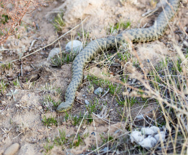 istock snake on the ground outdoors 693103300