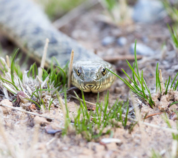 istock snake on the ground outdoors 693103384