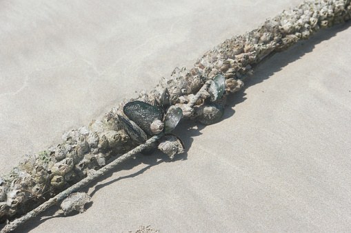 Rubbish on the sand